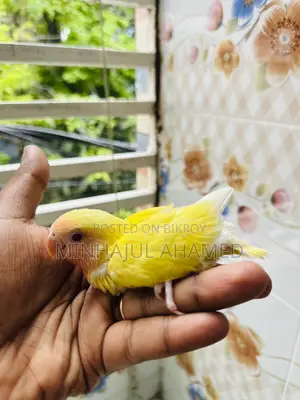 Love Bird Tame Size Baby