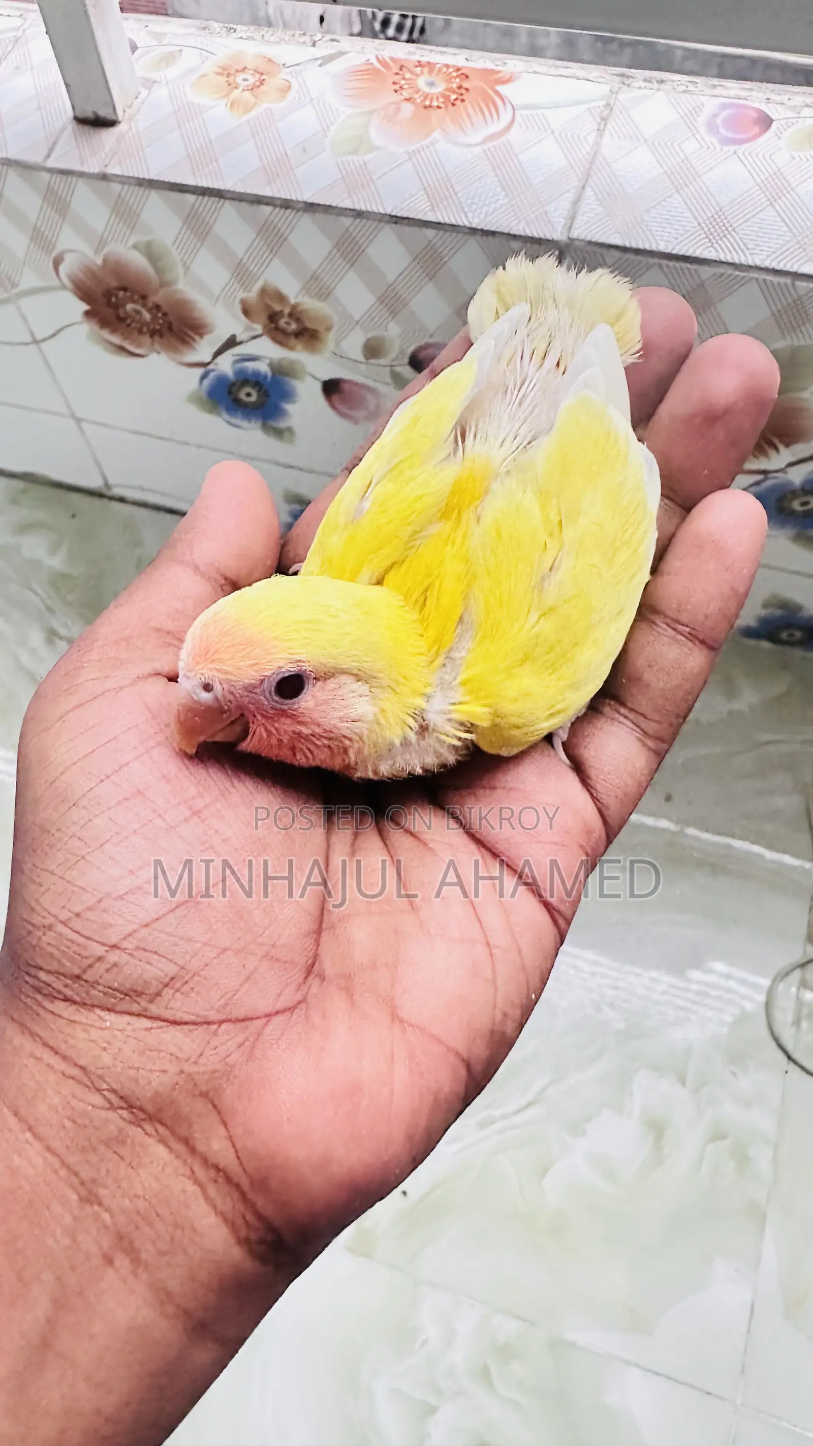 Love Bird Tame Size Baby