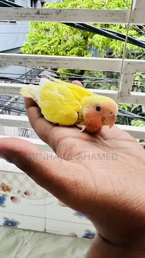 Love Bird Tame Size Baby
