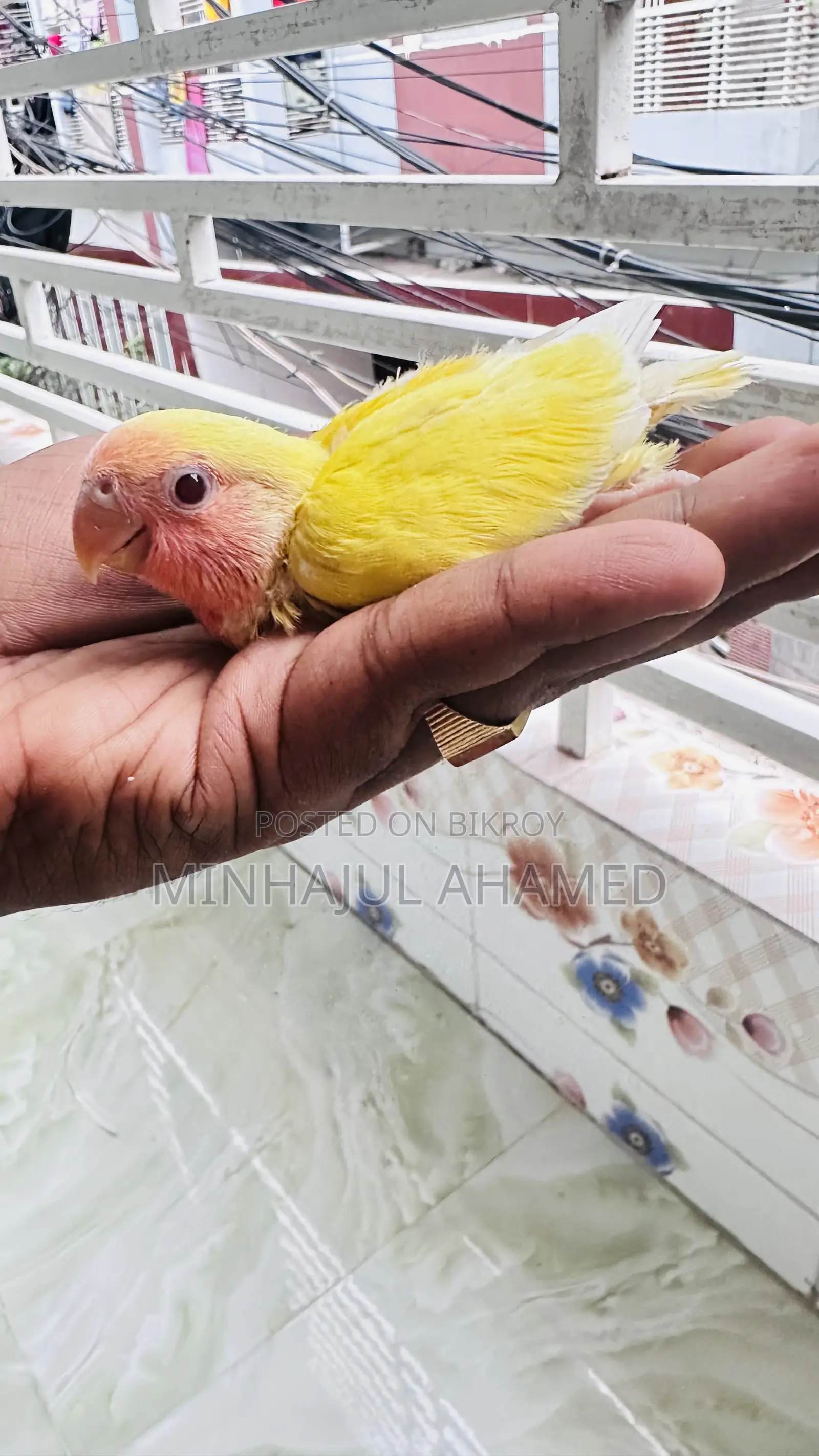 Love Bird Tame Size Baby