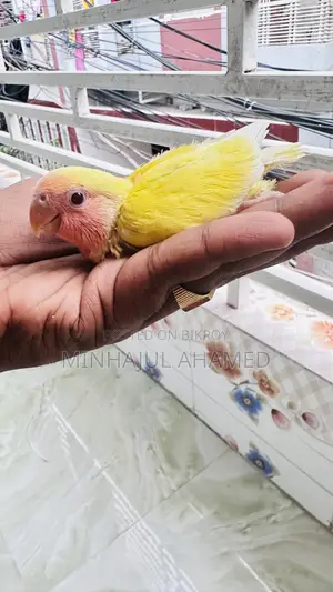 Love Bird Tame Size Baby