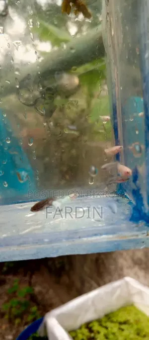 All Types Of Aquatic Fish