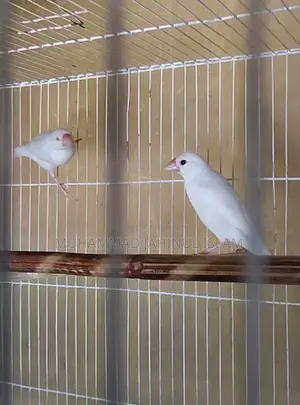 3 Pis White Java Finch For Sale Or Exchange With Breeder