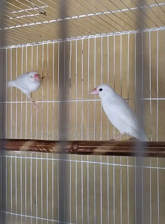 3 Pcs White Java Finch for Sale or Exchange With Breeder