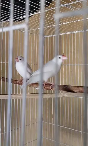 3 Pcs White Java Finch for Sale or Exchange With Breeder