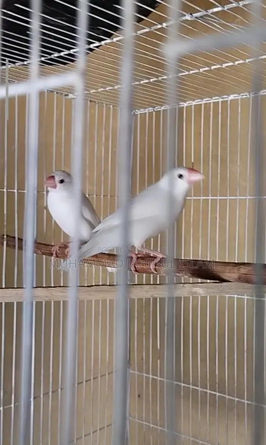 3 Pcs White Java Finch for Sale or Exchange With Breeder