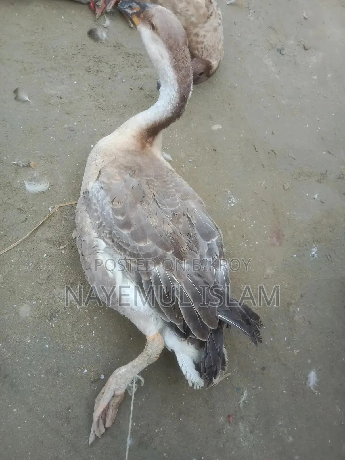 Raj Hans (Swan) for sale