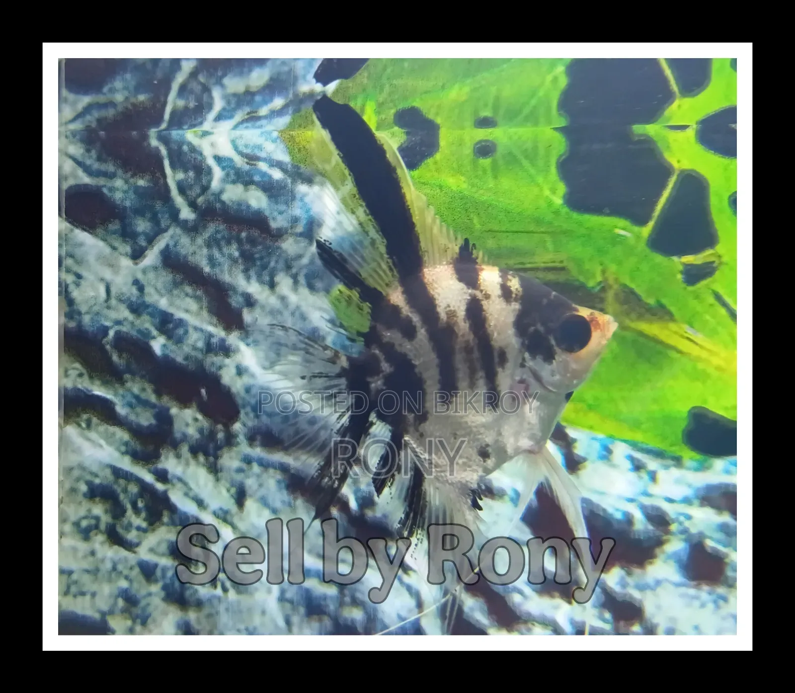 Selling 1x Adult Male Angel Fish