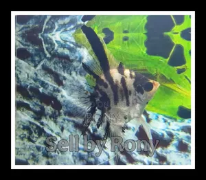 Selling 1x Adult Male Angel Fish