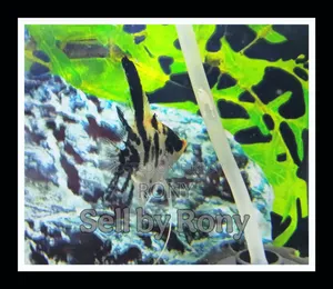 Selling 1x Adult Male Angel Fish