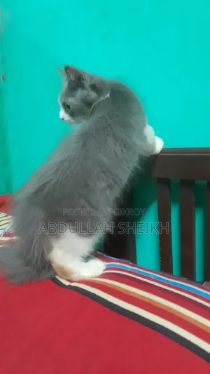 1-3 months Male Purebred Persian