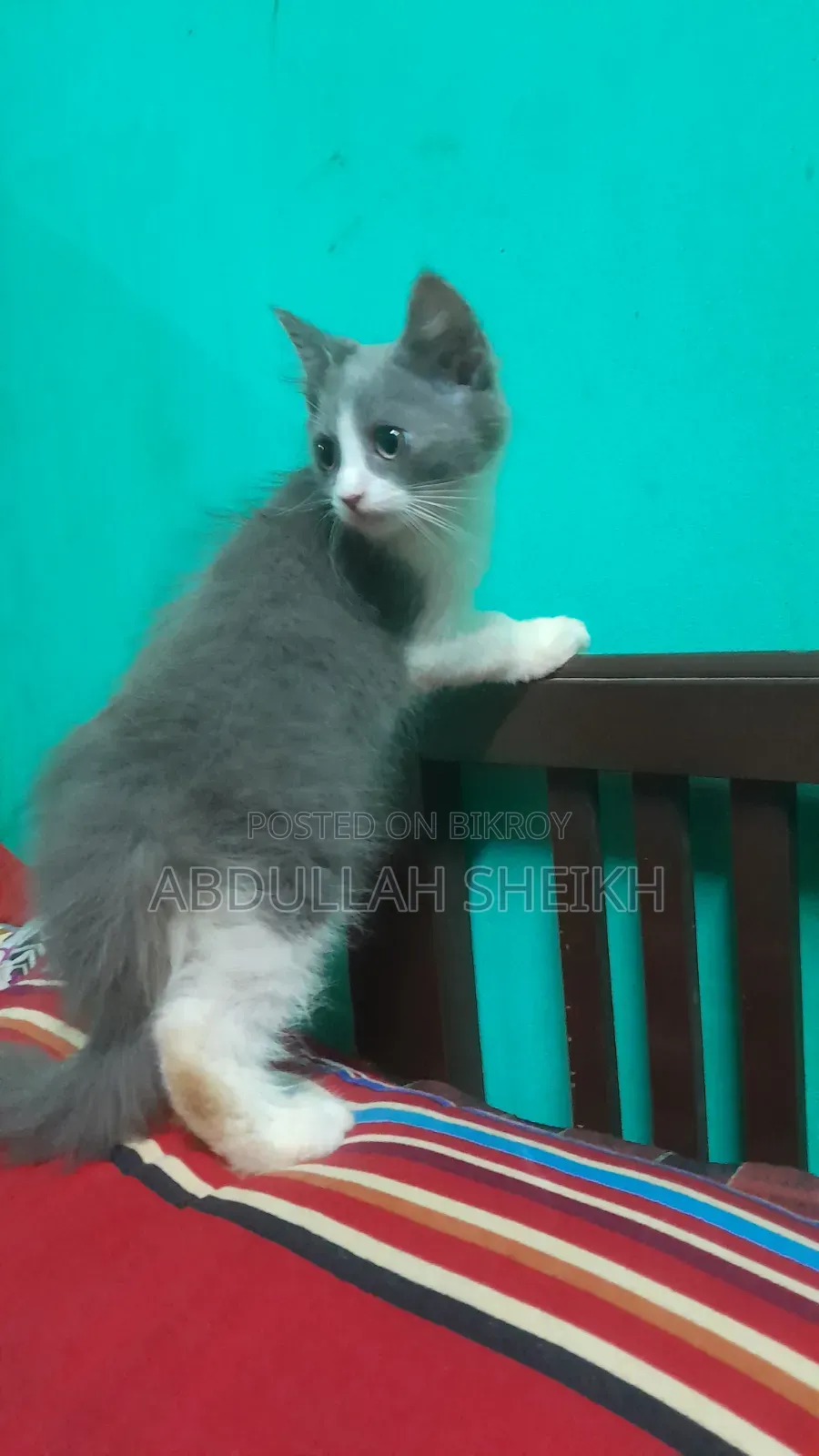 1-3 Months Male Purebred Persian