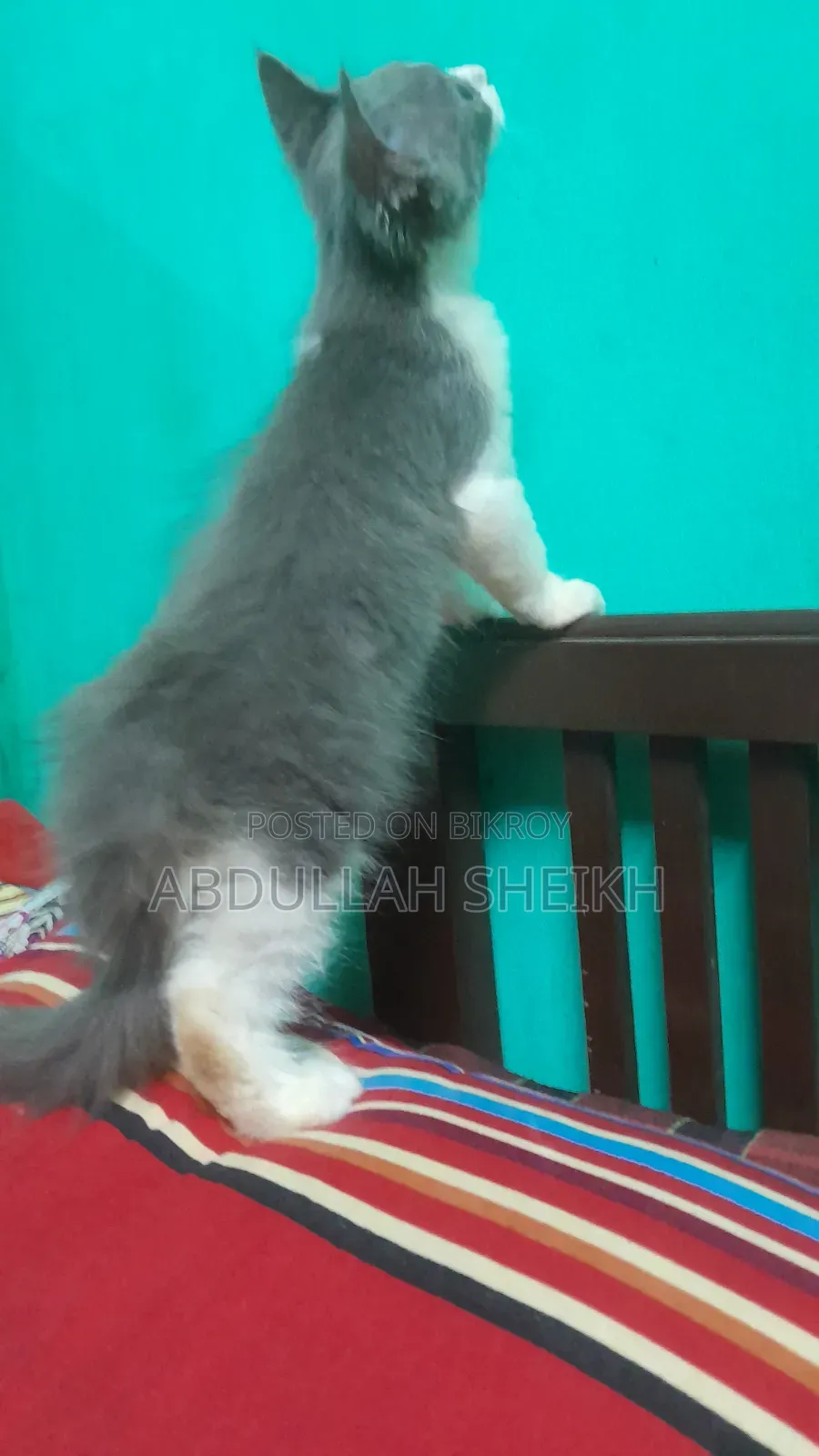 1-3 Months Male Purebred Persian