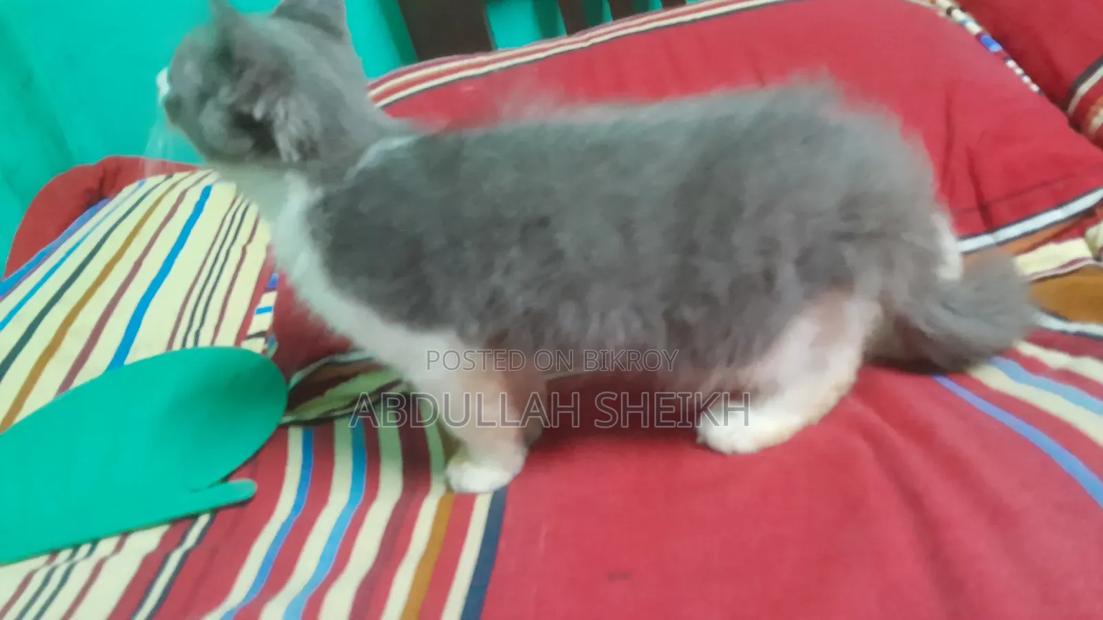 1-3 Months Male Purebred Persian