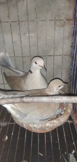 A pair of Australian dove birds with eggs