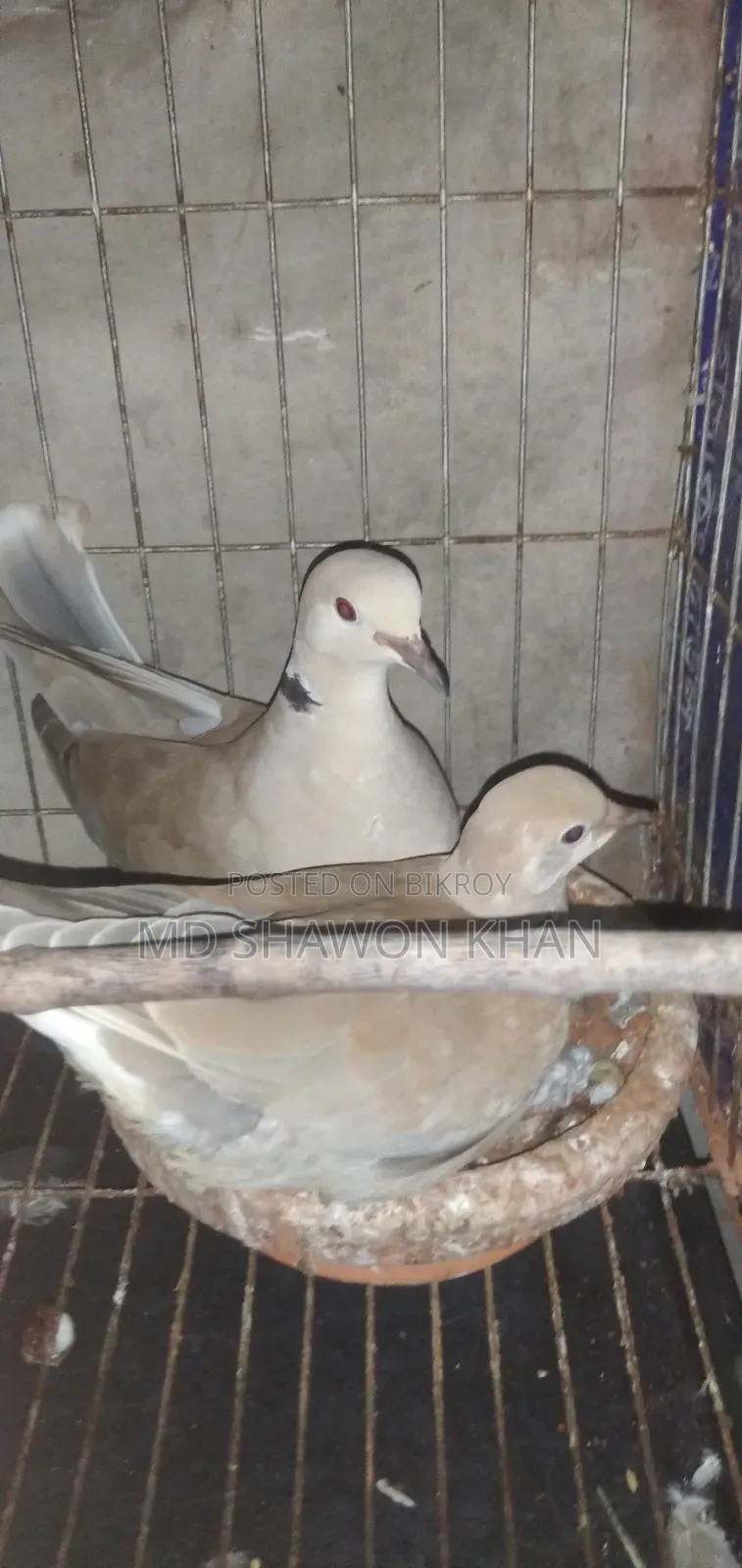 A pair of Australian doves with eggs