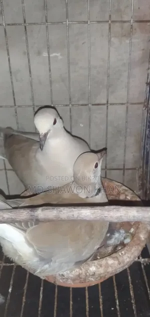A pair of Australian doves with eggs