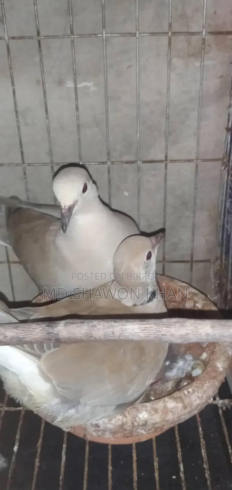A pair of Australian doves with eggs