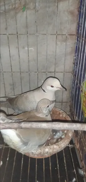 A pair of Australian doves with eggs