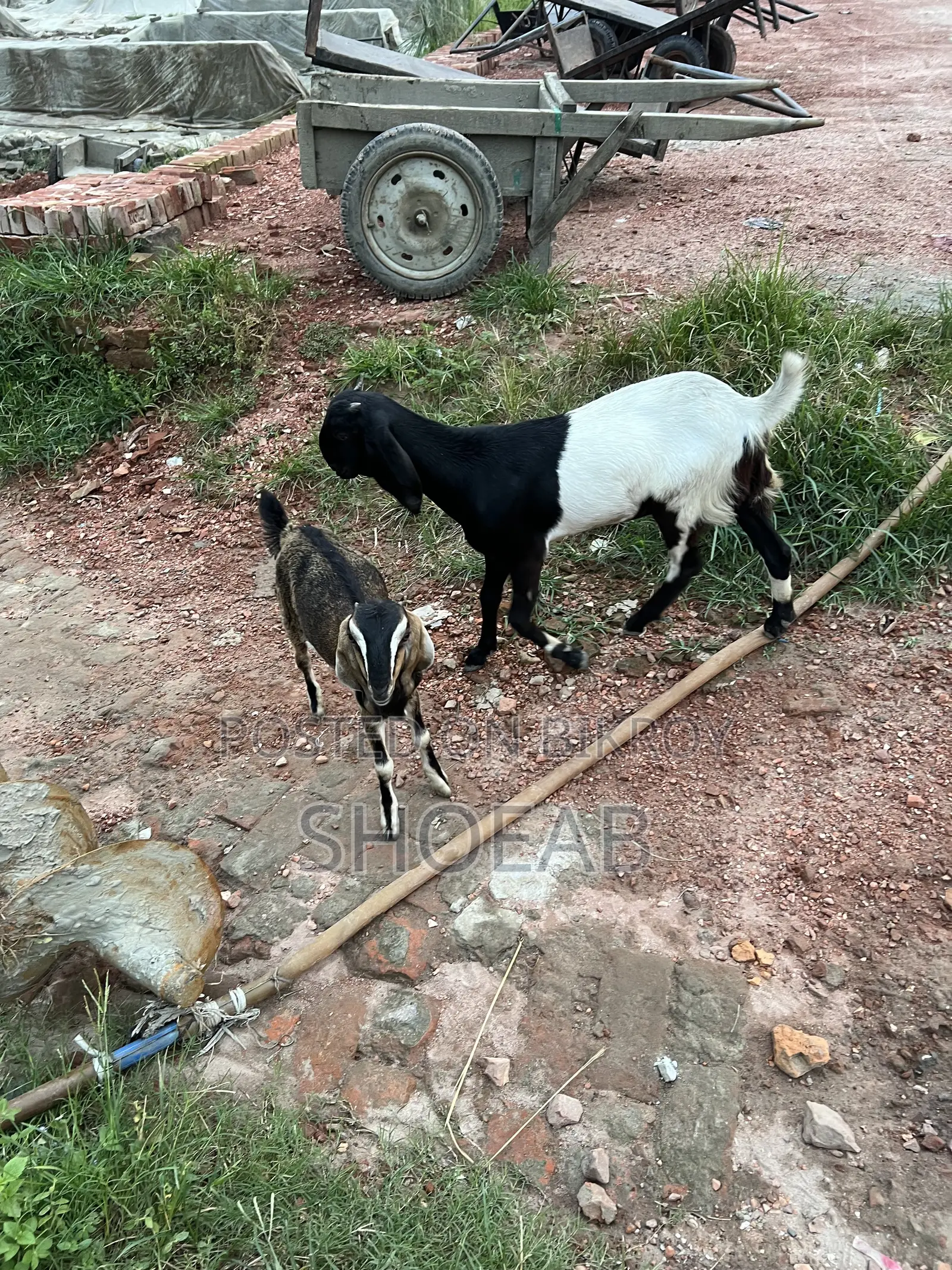 Castrated Goat and Totapuri Goat