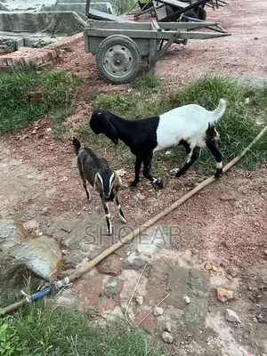 Castrated Goat and Totapuri Goat