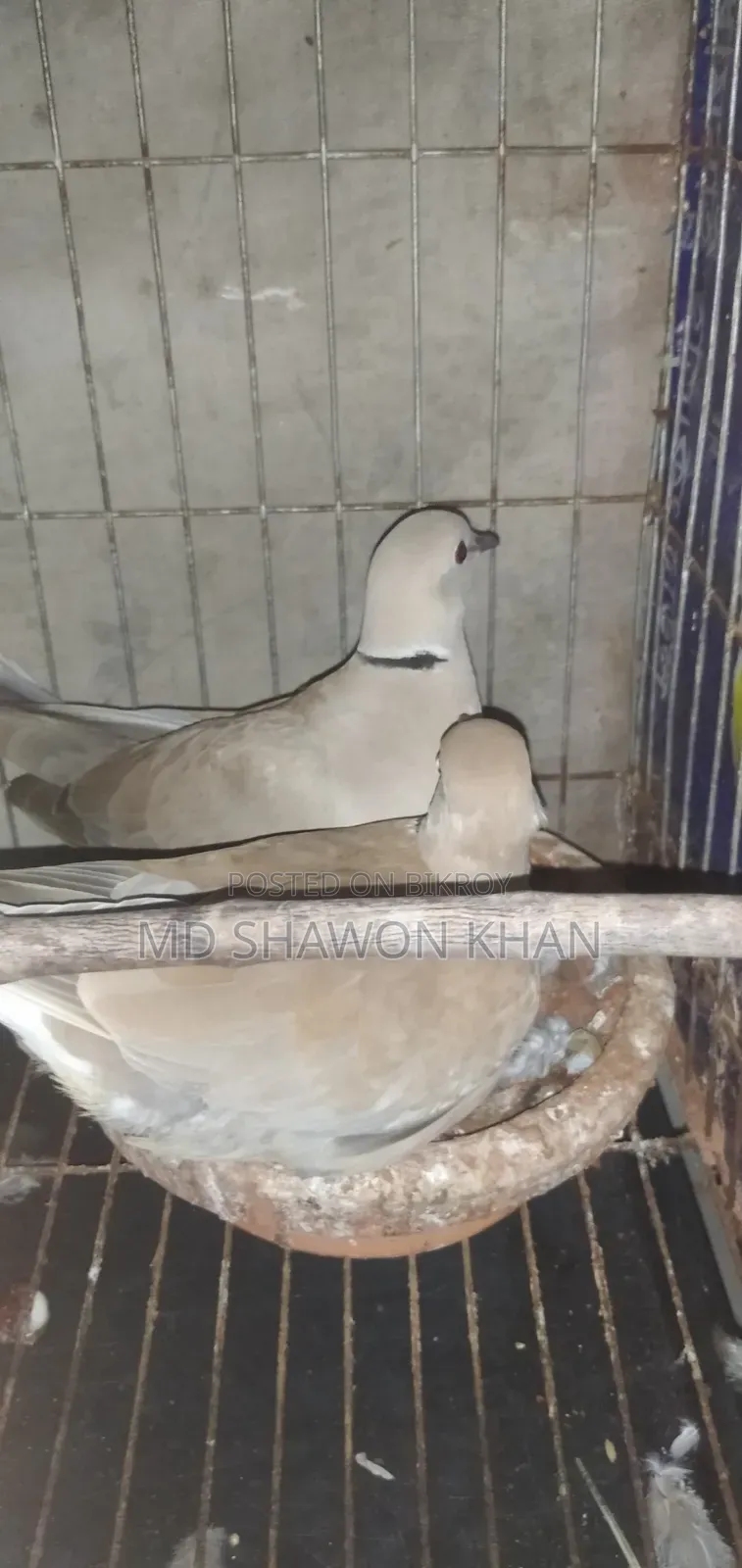 A pair of Australian doves with eggs