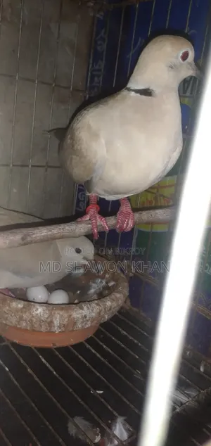 A pair of Australian doves with eggs