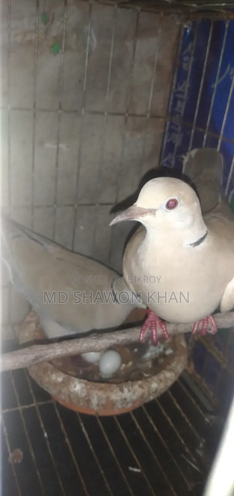 A pair of Australian doves with eggs