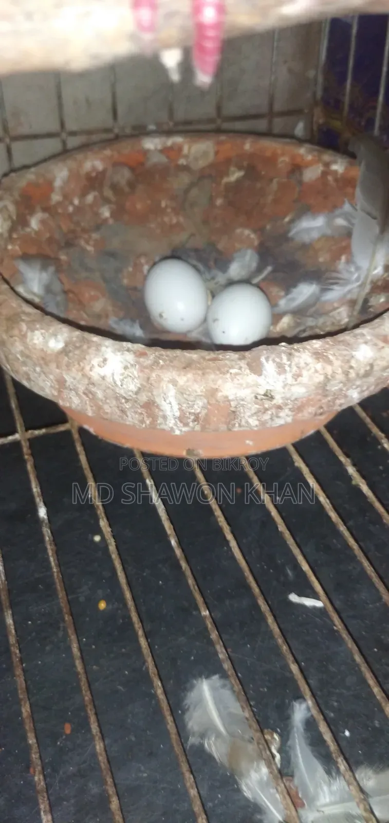 A pair of Australian doves with eggs