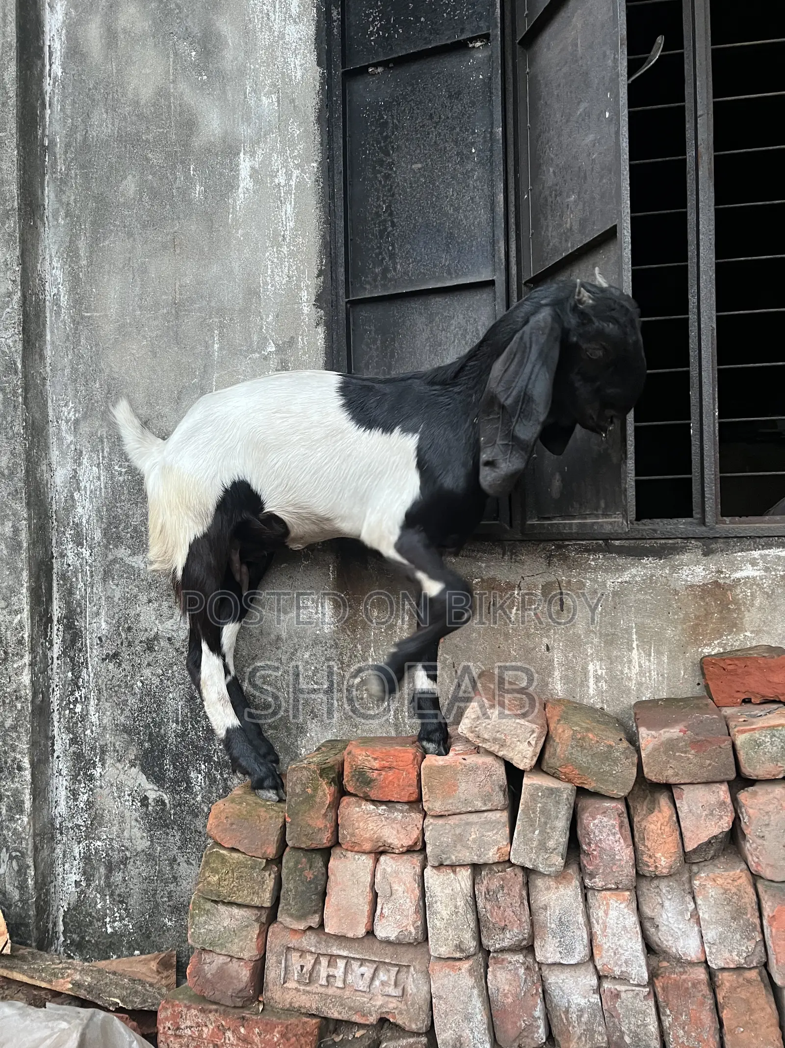 Castrated Goat and Totapuri Goat