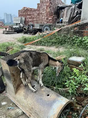 Castrated Goat and Totapuri Goat