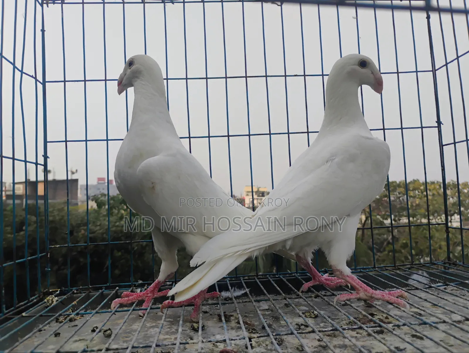 Kobutor (Pigeon)