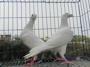 Kobutor (Pigeon)