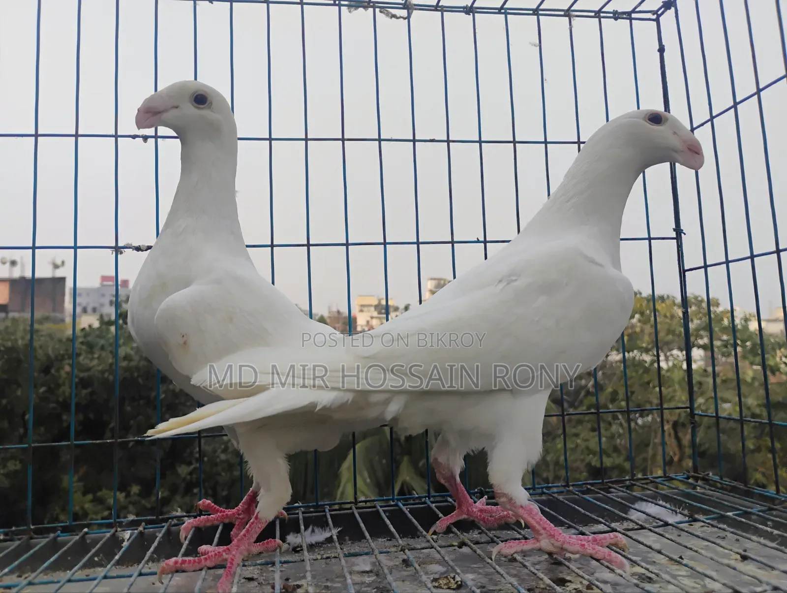 Kobutor (Pigeon)
