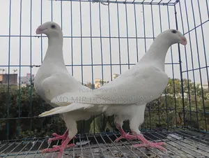 Kobutor (Pigeon)