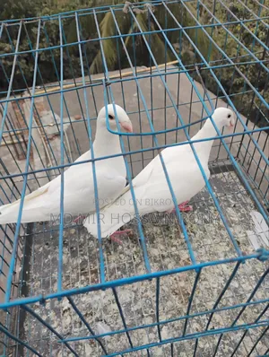 Kobutor (Pigeon)