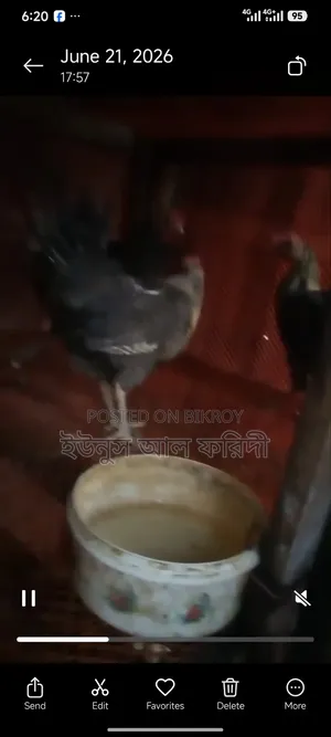Egg-laying Fayoumi chickens for sale