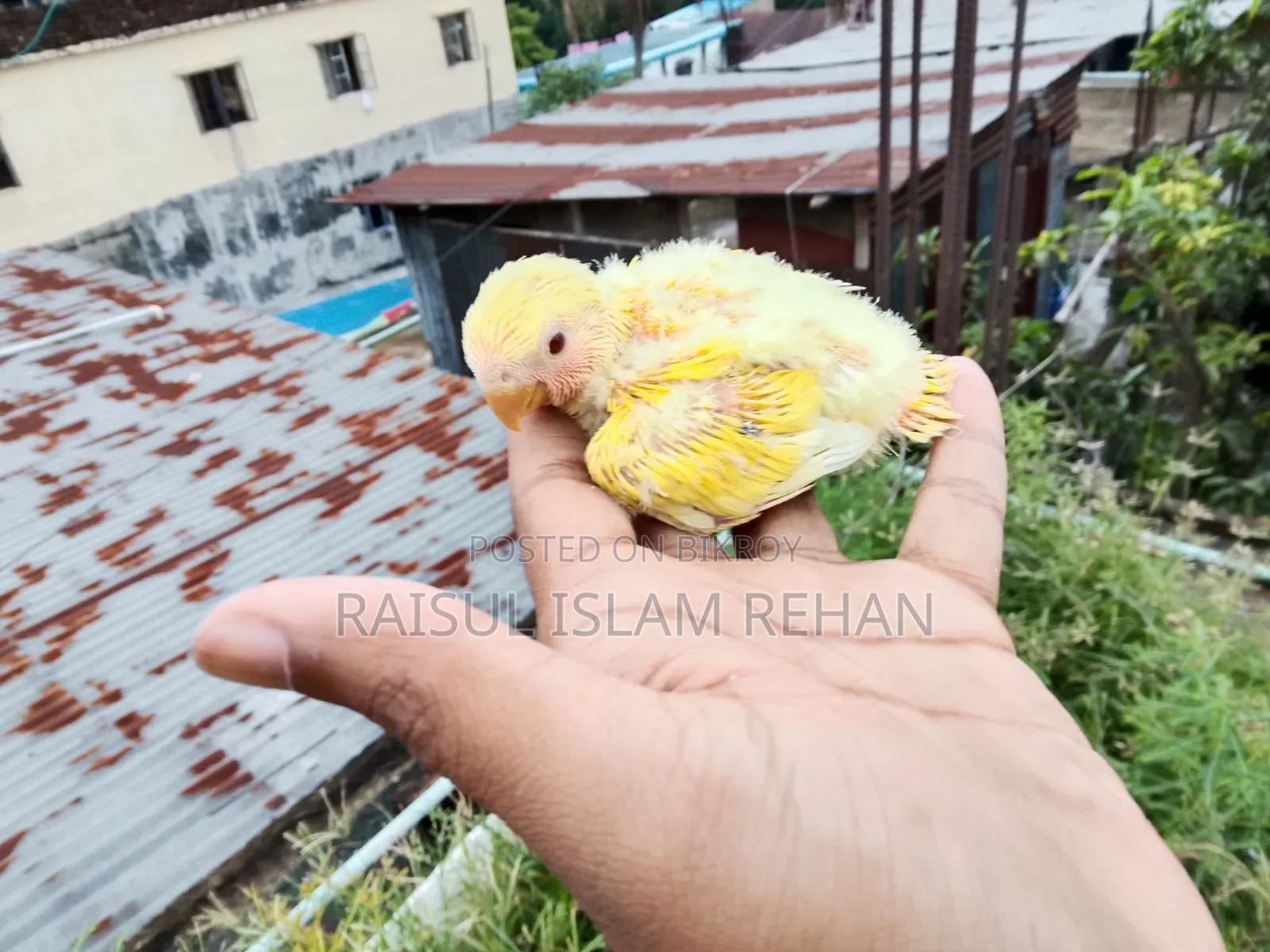 Lovebird Baby