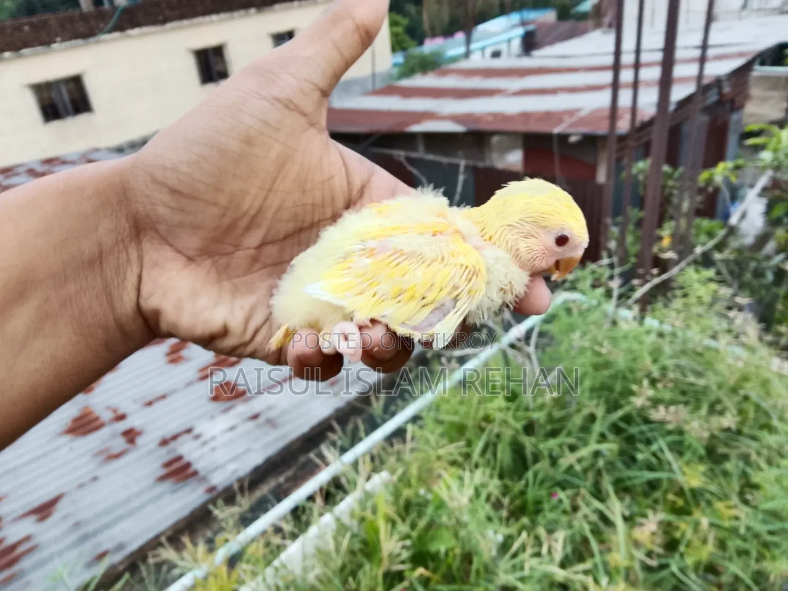 Lovebird Baby