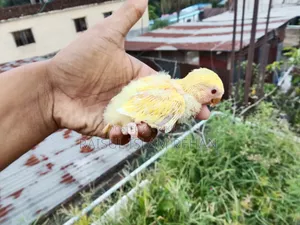 Lovebird Baby