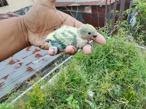 Lovebird Baby