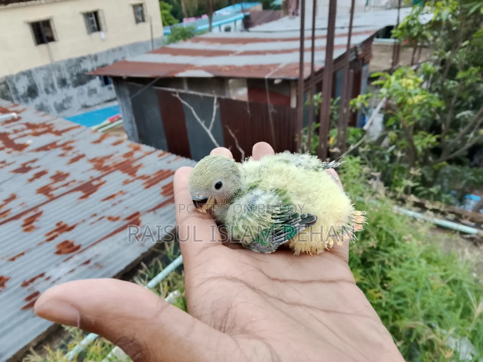 Lovebird Baby
