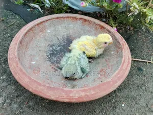 Lovebird Baby
