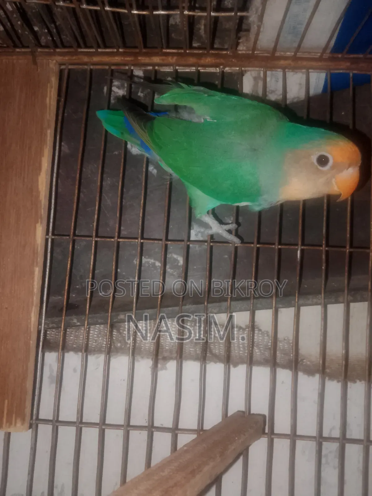 Running Female