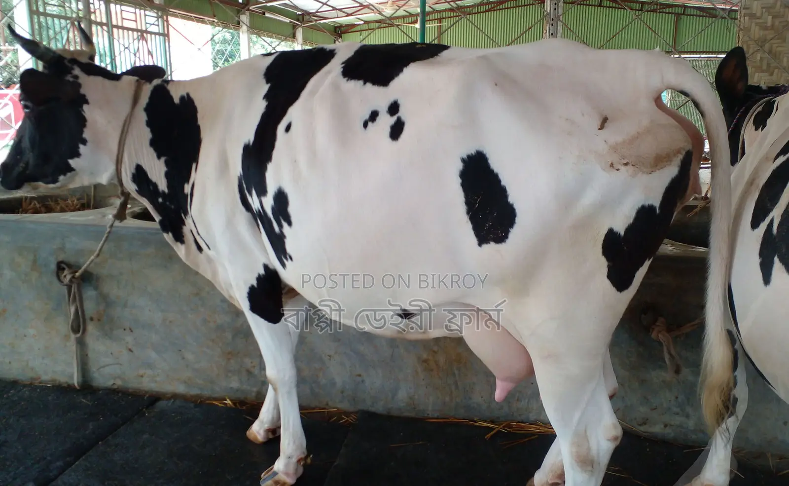 High-yield dairy cow number 1336.