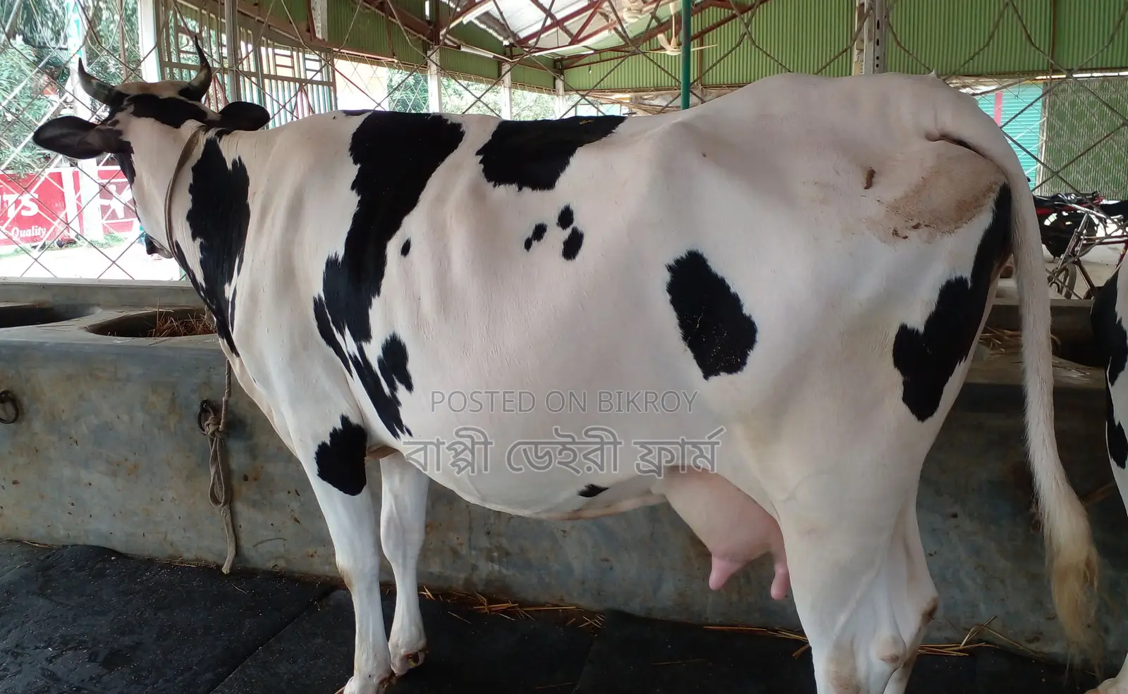 High-yield dairy cow number 1336.