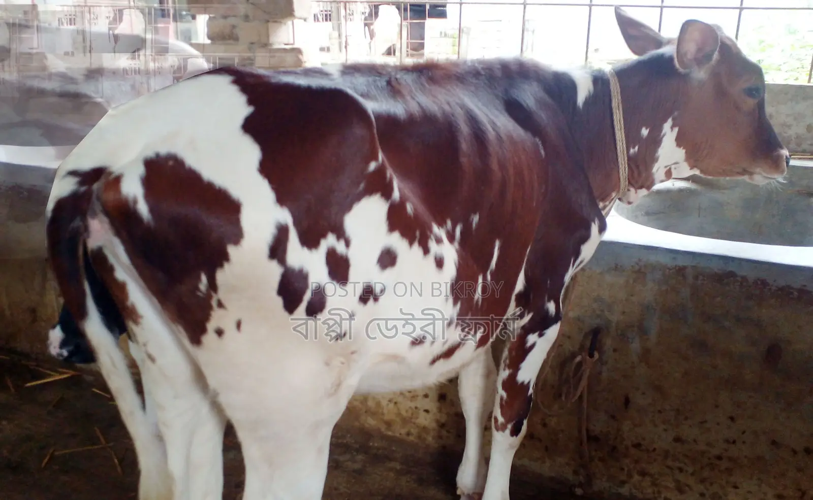 Heifer calf number 1337.