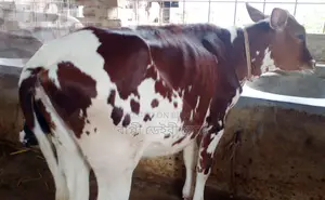 Heifer calf number 1337.