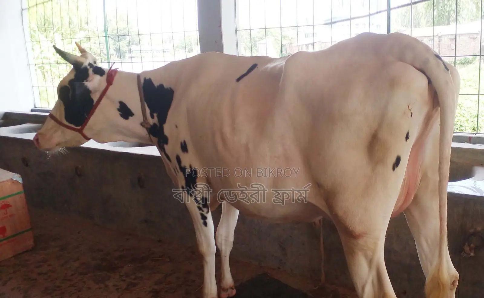 Cow number 1338 for sale.