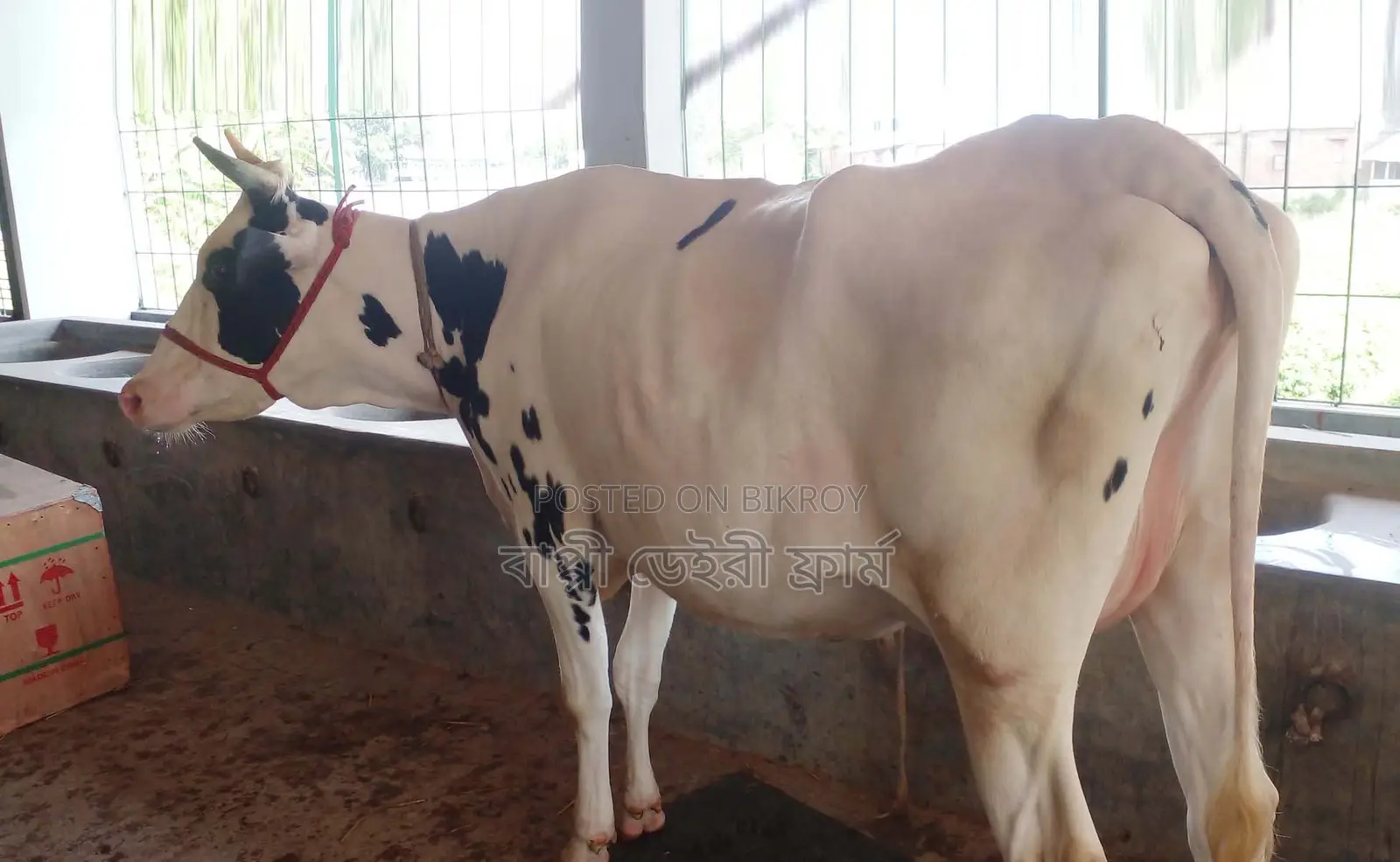 Cow number 1338 for sale.